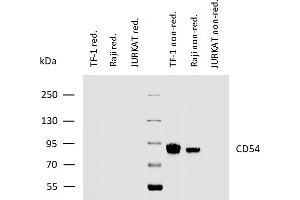 ICAM1 antibody