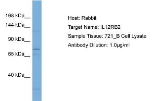 Host: Rabbit Target Name: IL12RB2 Sample Type: 721_B Whole Cell lysates Antibody Dilution: 1. (IL12RB2 antibody  (Middle Region))