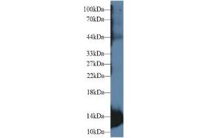 Western Blotting (WB) image for Myoglobin (MB) ELISA Kit (ABIN6730986)