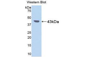 Western Blotting (WB) image for anti-Pepsinogen C (PGC) (AA 17-392) antibody (ABIN1078428) (PGC antibody  (AA 17-392))