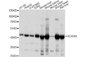 Western blot analysis of extracts of various cell lines, using ACADM antibody. (Medium-Chain Specific Acyl-CoA Dehydrogenase, Mitochondrial antibody)