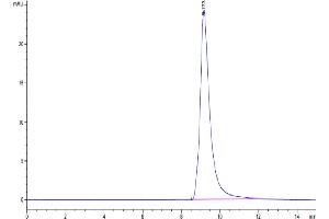 The purity of Human AGR-2 is greater than 95 % as determined by SEC-HPLC. (AGR2 Protein (AA 21-175) (His tag))
