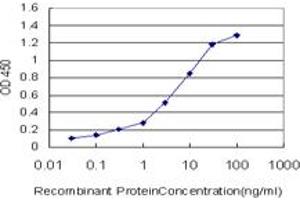 Detection limit for recombinant GST tagged OXSR1 is approximately 0. (OXSR1 antibody  (AA 1-527))