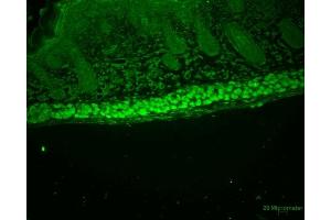 Immunohistochemistry analysis using Rat Anti-Aha1 Monoclonal Antibody, Clone 25F2. (AHSA1 antibody)