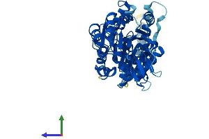 Protein Structure (PS) image for Chitobiosyldiphosphodolichol beta-Mannosyltransferase (ALG1) (AA 1-464) protein (His tag) (ABIN7552179)