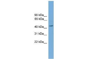 WB Suggested Anti-PIGA Antibody Titration:  0. (PIGA antibody  (Middle Region))