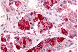 Anterior Pituitary Cells (GPR151 antibody  (Extracellular Domain))