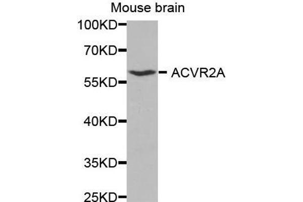 ACVR2A antibody  (AA 20-140)