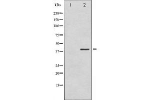 Western blot analysis of eIF2 alpha expression in IFN-α treated K562 whole cell lysates,The lane on the left is treated with the antigen-specific peptide. (EIF2S1 antibody  (N-Term))