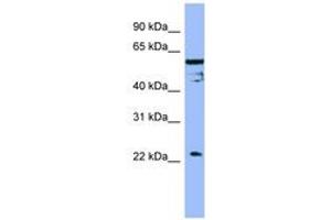 Image no. 1 for anti-Fas Apoptotic Inhibitory Molecule (FAIM) (AA 143-192) antibody (ABIN6741844) (FAIM antibody  (AA 143-192))