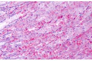 Anti-BEST4 antibody IHC staining of human stomach. (Bestrophin 4 antibody  (Internal Region))