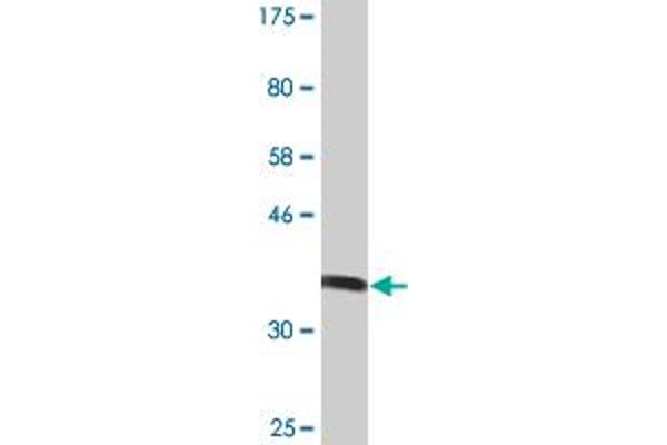 MGAT5 antibody  (AA 642-739)