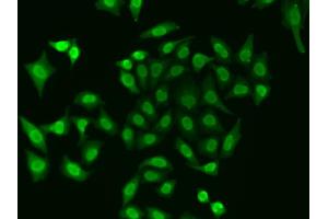 Immunofluorescence analysis of A549 cells using APEX1 antibody (ABIN6291253). (APEX1 antibody)