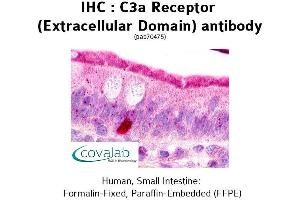 Image no. 2 for anti-Complement Component 3a Receptor 1 (C3AR1) (2nd Extracellular Domain) antibody (ABIN1732492) (C3AR1 antibody  (2nd Extracellular Domain))