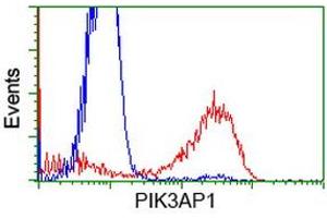 HEK293T cells transfected with either RC214125 overexpress plasmid (Red) or empty vector control plasmid (Blue) were immunostained by anti-PIK3AP1 antibody (ABIN2453461), and then analyzed by flow cytometry. (PIK3AP1 antibody)