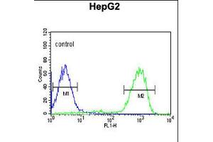 Flow cytometric analysis of HepG2 K10cells (right histogram) compared to a negative control cell (left histogram). (OPN1MW antibody  (N-Term))