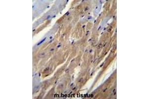 FGF16 Antibody (N-term) immunohistochemistry analysis in formalin fixed and paraffin embedded mouse heart tissue followed by peroxidase conjugation of the secondary antibody and DAB staining. (FGF16 antibody  (N-Term))