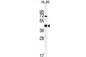 Western Blotting (WB) image for anti-FK506 Binding Protein Like (FKBPL) antibody (ABIN3002248) (FKBPL antibody)