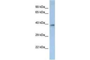 OR2M2 antibody  (AA 238-287)