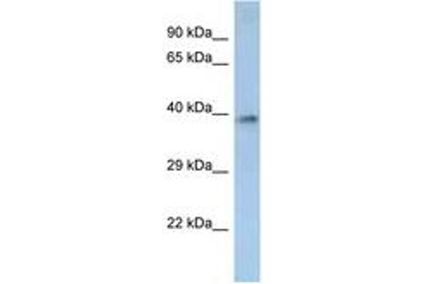 OR2M2 antibody  (AA 238-287)