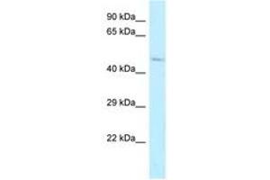 ALDH3B2 抗体  (AA 216-265)