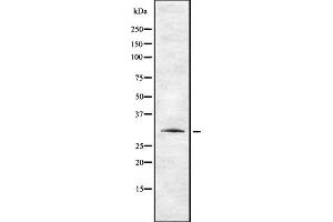 Western blot analysis of TAS2R12 using HepG2 whole cell lysates