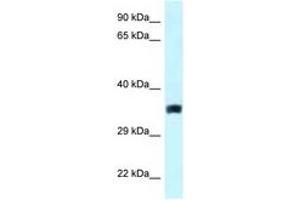 Image no. 1 for anti-Solute Carrier Family 25, Member 33 (SLC25A33) (AA 146-195) antibody (ABIN6747621) (SLC25A33 antibody  (AA 146-195))