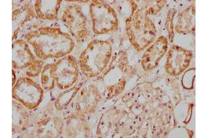 IHC image of ABIN7143765 diluted at 1:300 and staining in paraffin-embedded human kidney tissue performed on a Leica BondTM system. (MGAT4B antibody  (AA 380-522))