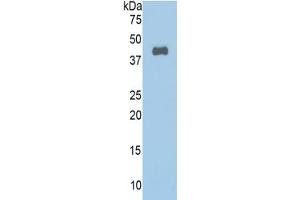 WB of Protein Standard: different control antibodies against Highly purified E. (Annexin a1 ELISA Kit)