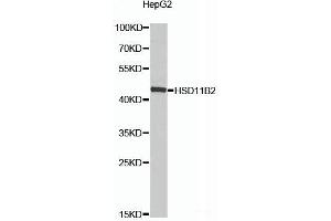 HSD11B2 antibody