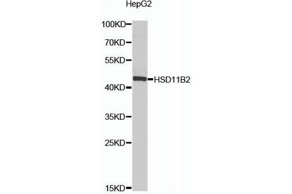 HSD11B2 antibody