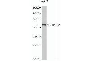Western blot analysis of extracts of HepG2 cells using HSD11B2 Polyclonal Antibody at dilution of 1:1000.