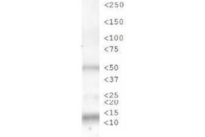 Western Blot of Rabbit Anti-Histone H3 [p Ser28] Antibody.