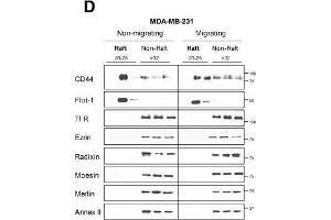 CD44 affiliation with lipid rafts is reduced during migration of highly-invasive breast cancer cells. (Annexin A2 antibody)