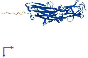 Family with Sequence Similarity 78, Member B (FAM78B) (AA 1-261) protein (His tag)