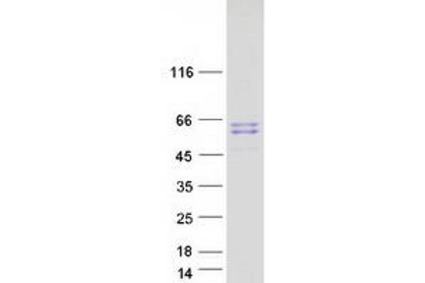 D2HGDH Protein (Myc-DYKDDDDK Tag)