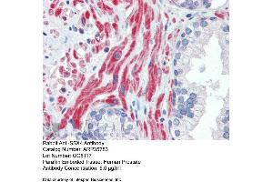 Immunohistochemistry with Human Prostate lysate tissue at an antibody concentration of 5. (SSX4 antibody  (Middle Region))