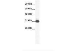 Image no. 1 for anti-Serotonin Receptor 1B (HTR1B) (N-Term) antibody (ABIN202408) (5HT1B Receptor antibody  (N-Term))