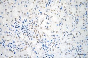 Immunohistochemistry was performed on paraffin-embedded mouse kidney using AKAP8 antibody (ABIN7797435), 1:200).