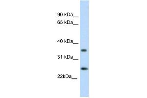 WB Suggested Anti-FADD Antibody Titration: 0. (FADD antibody  (C-Term))