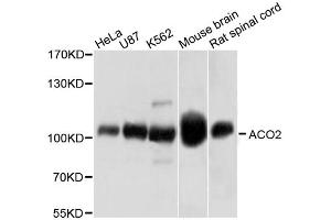 Western blot analysis of extracts of various cell lines, using ACO2 antibody (ABIN1870767) at 1:1000 dilution. (ACO2 antibody)