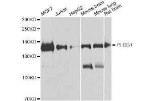Western blot analysis of extracts of various cell lines, using PLCG1 antibody (ABIN5975850) at 1/1000 dilution. (Phospholipase C gamma 1 antibody)