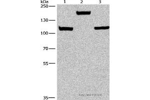 Western blot analysis of Mouse kidney tissue, 293T and 231 cell, using TP53BP2 Polyclonal Antibody at dilution of 1:375