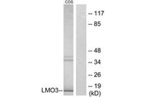 Western blot analysis of extracts from COS7 cells, using LMO3 Antibody.