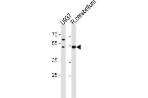 Western Blotting (WB) image for anti-Solute Carrier Family 25 (Mitochondrial Carrier, Phosphate Carrier), Member 25 (SLC25A25) antibody (ABIN3004716) (SLC25A25 antibody)
