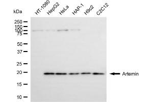 anti-Artemin (ARTN) antibody