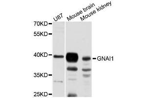 Western blot analysis of extracts of various cell lines, using GNAI1 antibody (ABIN5995925) at 1:3000 dilution. (GNAI1 antibody)