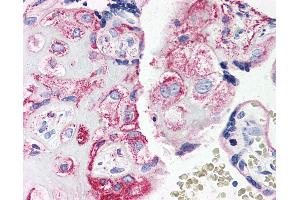Anti-C5AR1 / CD88 antibody IHC of human placenta. (C5AR1 antibody  (Internal Region))