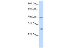 Image no. 1 for anti-Glutathione S-Transferase kappa 1 (GSTK1) (AA 36-85) antibody (ABIN6743827) (GSTK1 antibody  (AA 36-85))