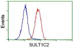 Flow cytometric Analysis of Hela cells, using anti-SULT1C2 antibody (ABIN2454325), (Red), compared to a nonspecific negative control antibody, (Blue). (SULT1C2 antibody)